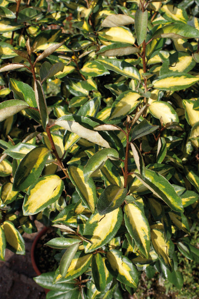 ELAEAGNUS x ebbingei 'Limelight'