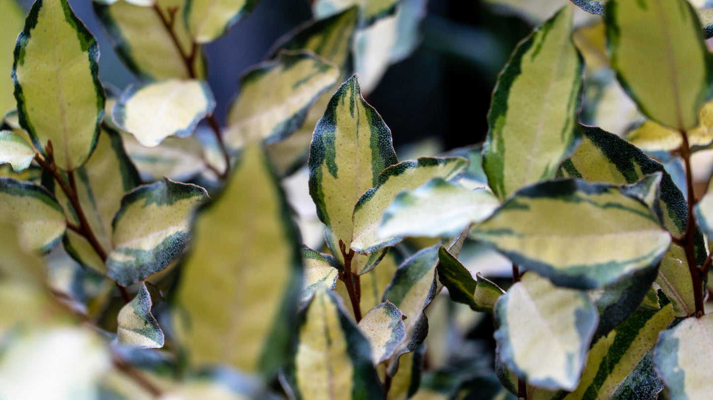 ELAEAGNUS x ebbingei 'Maryline' ®
