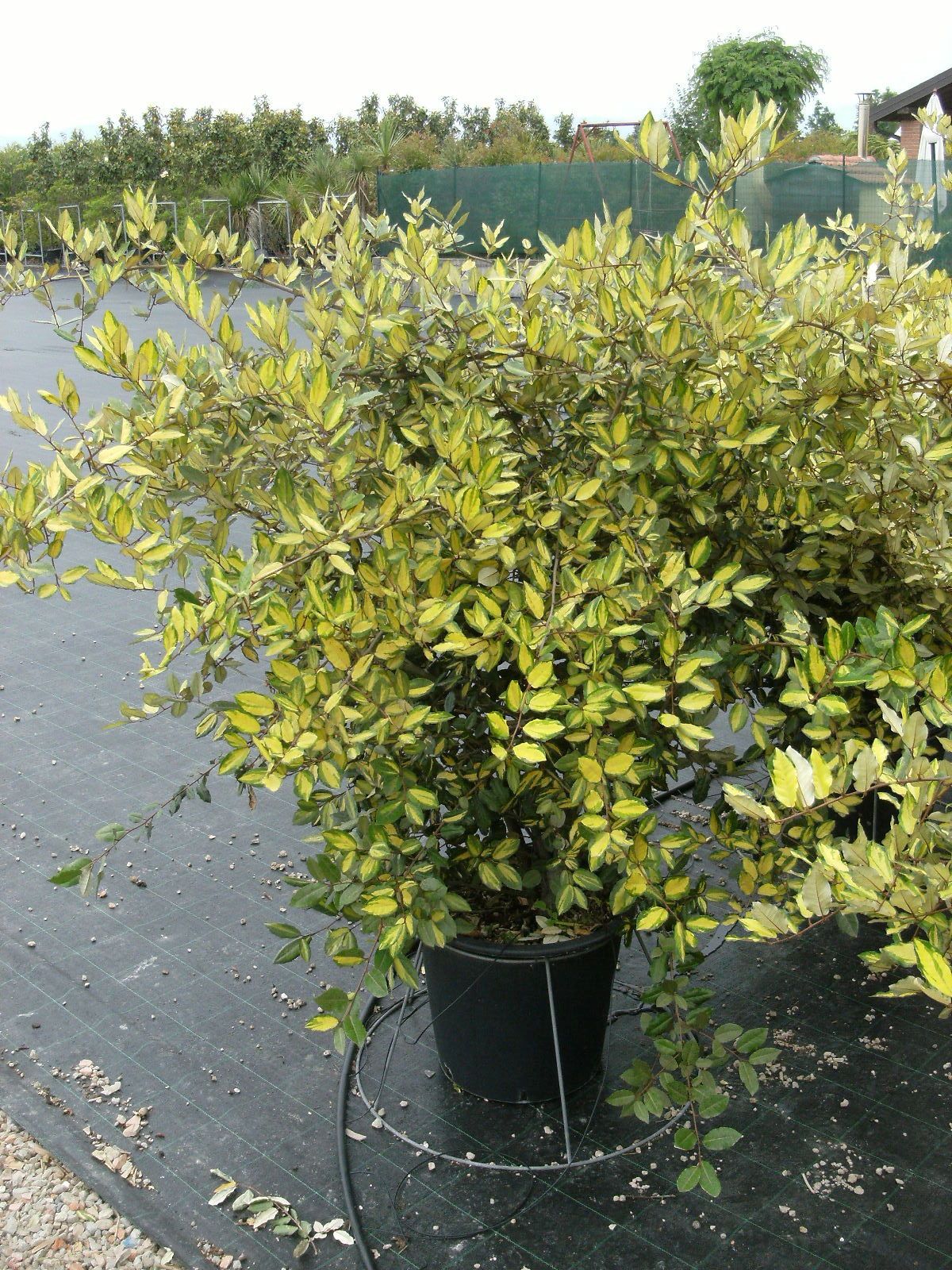 ELAEAGNUS pungens 'Maculata'