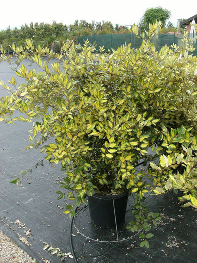 ELAEAGNUS pungens 'Maculata'