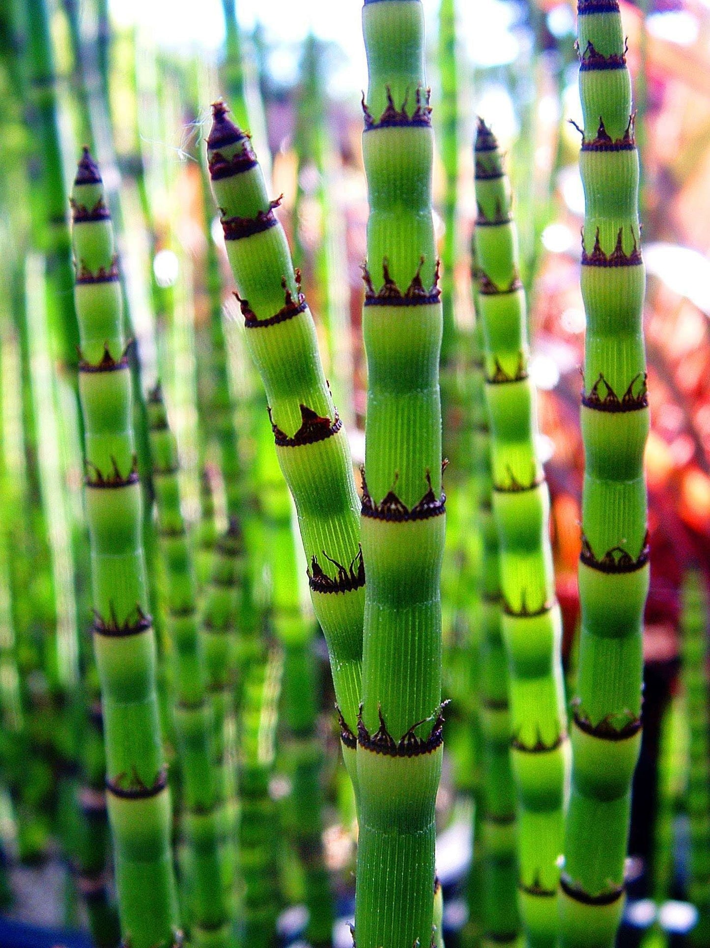 EQUISETUM hyemale
