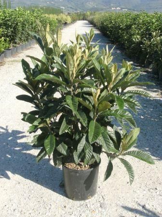 ERIOBOTRYA japonica