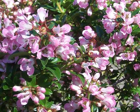 ESCALLONIA 'Apple Blossom'