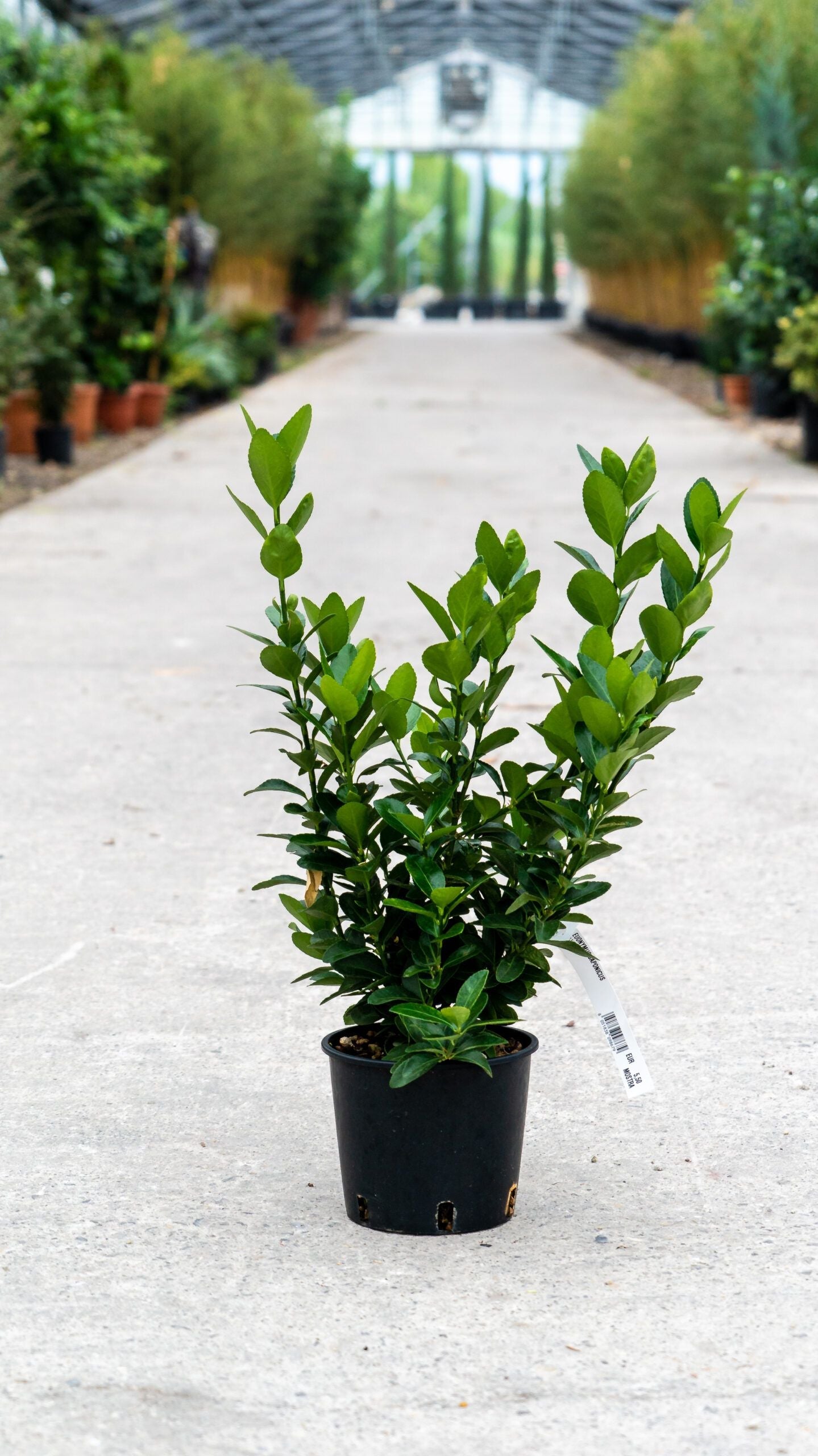 EUONYMUS japonicus