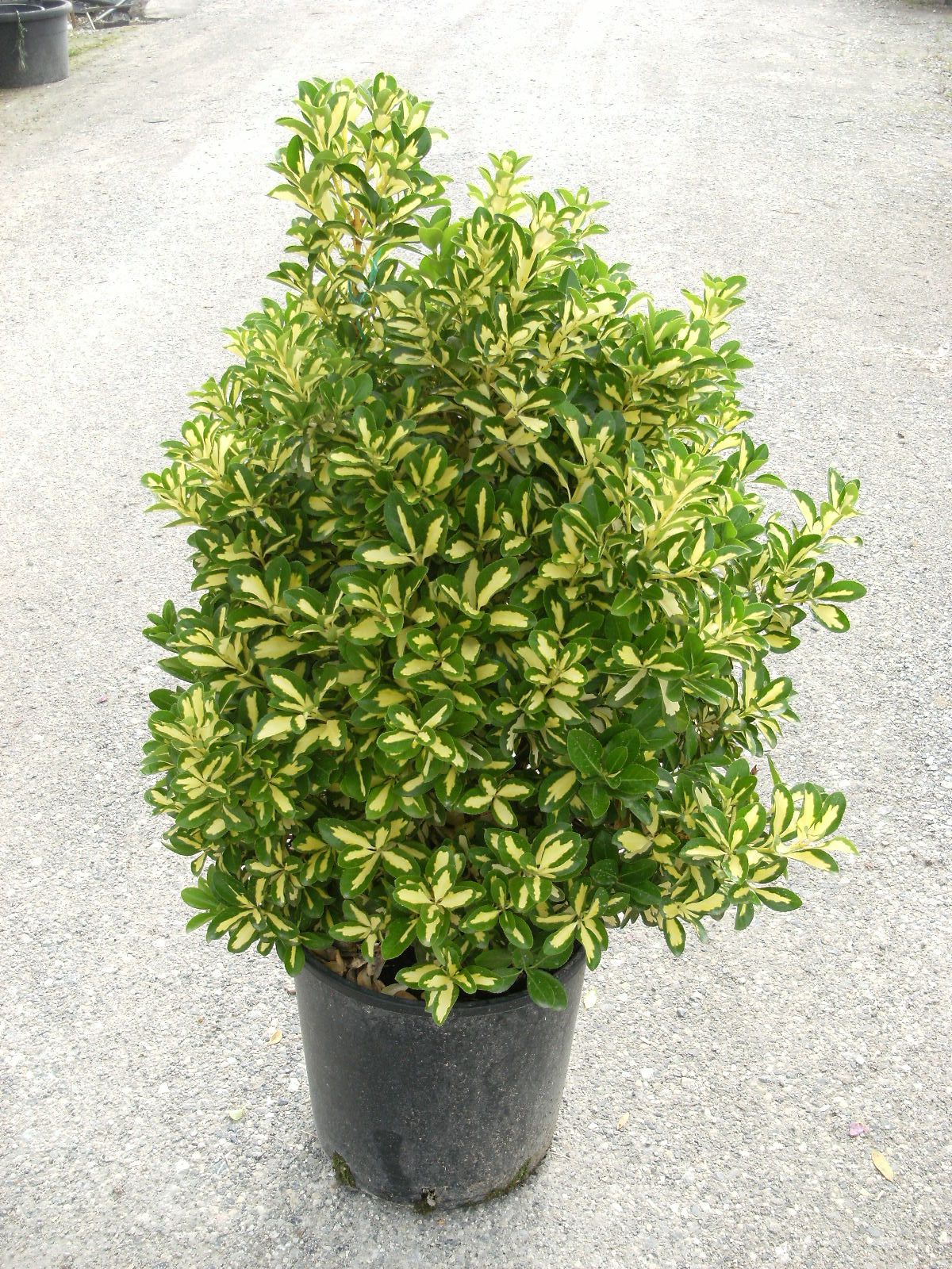 EUONYMUS japonicus 'Aureopictus'