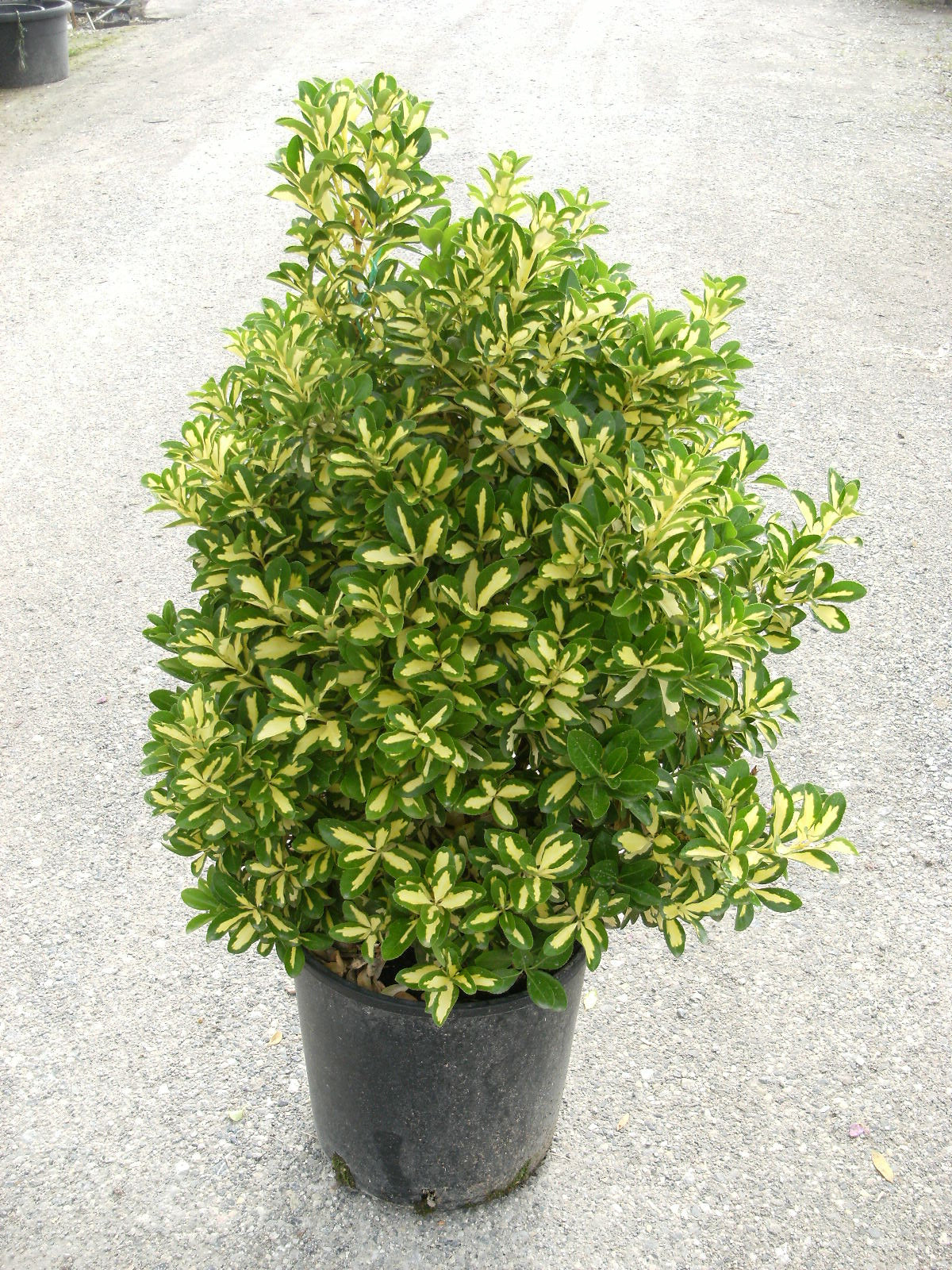 EUONYMUS japonicus 'Aureopictus'