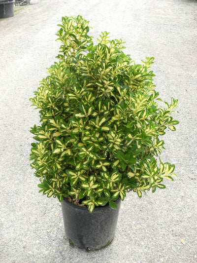 EUONYMUS japonicus 'Aureopictus'