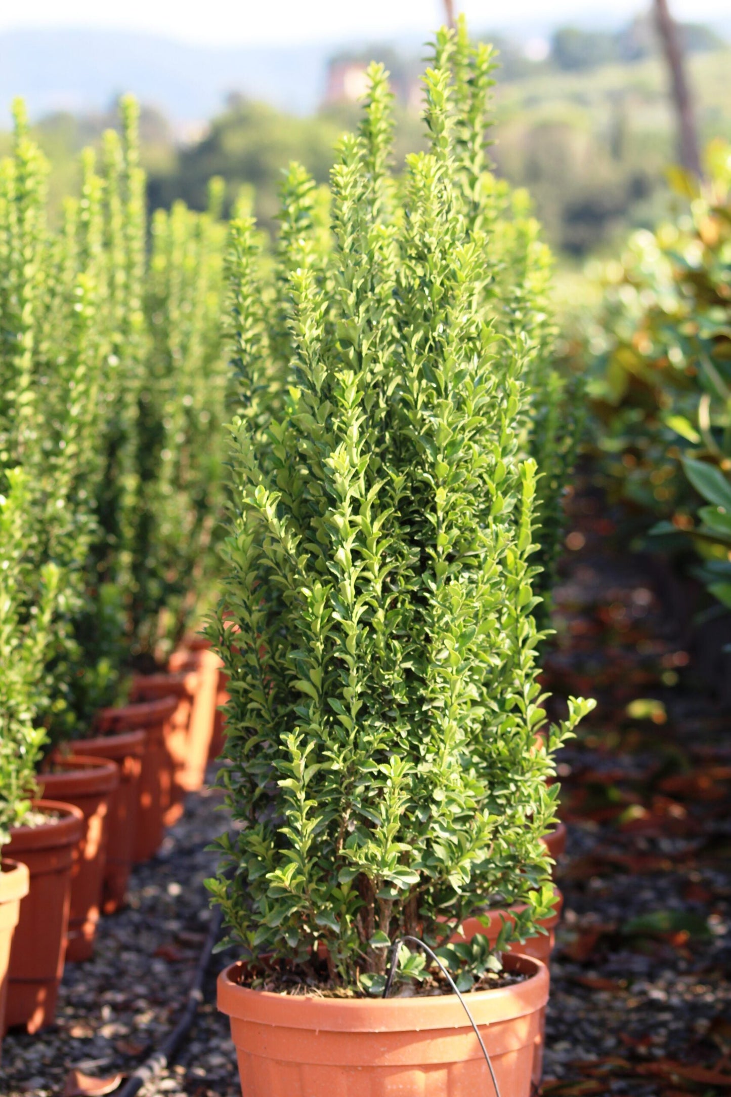 EUONYMUS japonicus 'Benkomasaki'