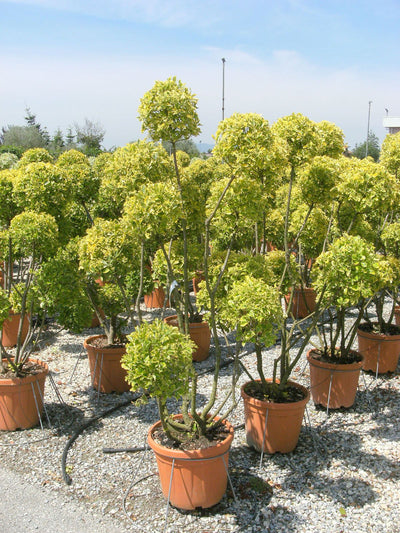 EUONYMUS japonicus 'Elegantissimus Aureus'