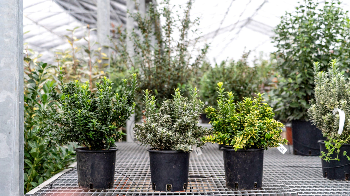 EUONYMUS japonicus 'Pulchellus Aureovariegatus'