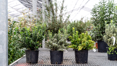 EUONYMUS japonicus 'Pulchellus Aureovariegatus'