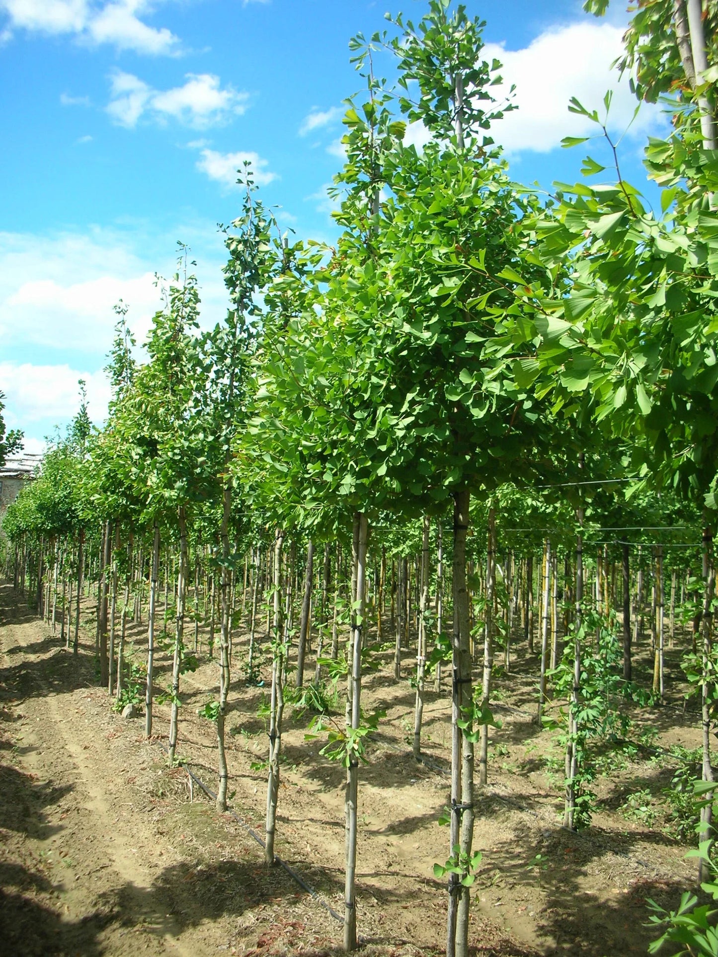 GINKGO biloba 'Saratoga'