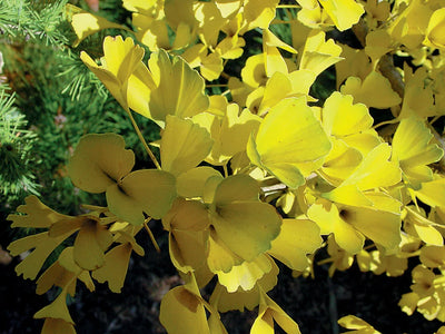 GINKGO biloba 'Tubifolia'