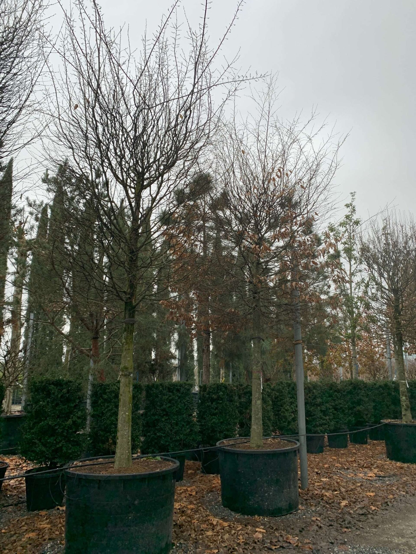 CARPINUS betulus 'Albert Beckman'