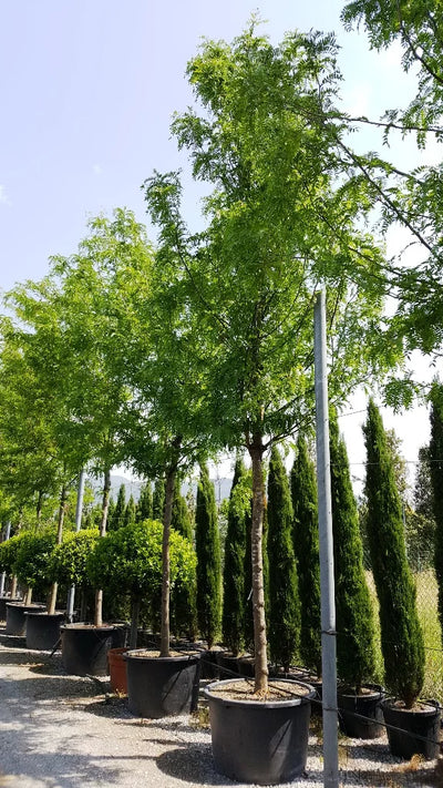 GLEDITSIA triacanthos 'Inermis'