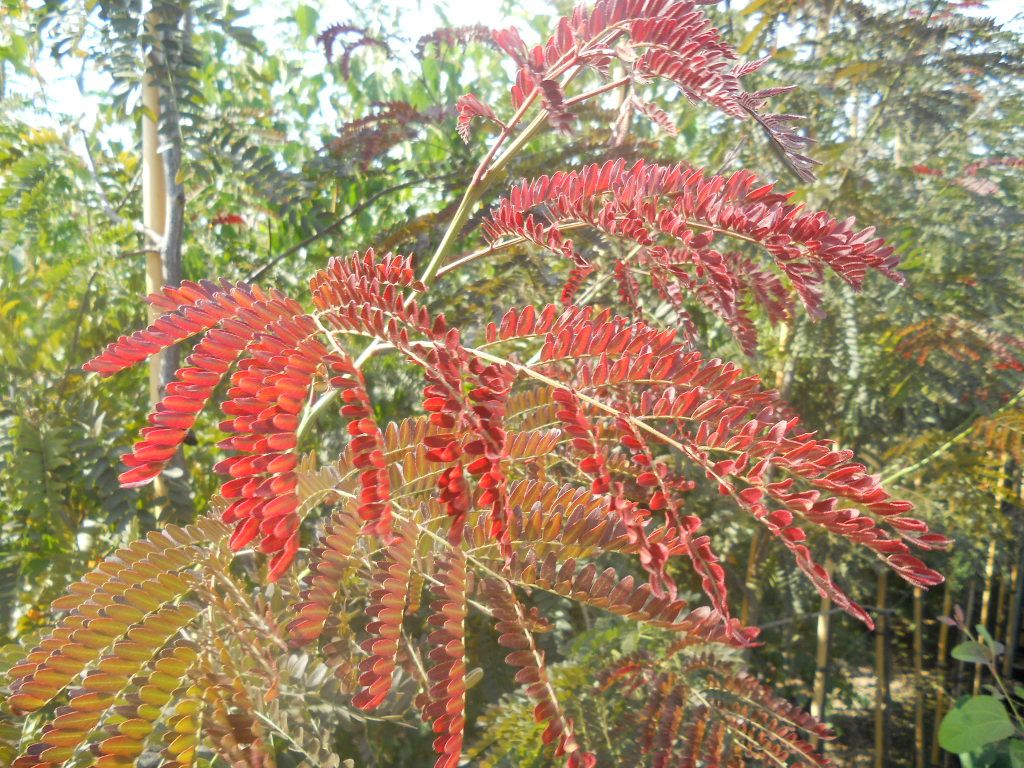 GLEDITSIA triacanthos 'Rubylace'
