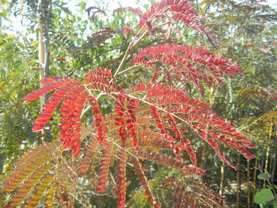 GLEDITSIA triacanthos 'Rubylace'