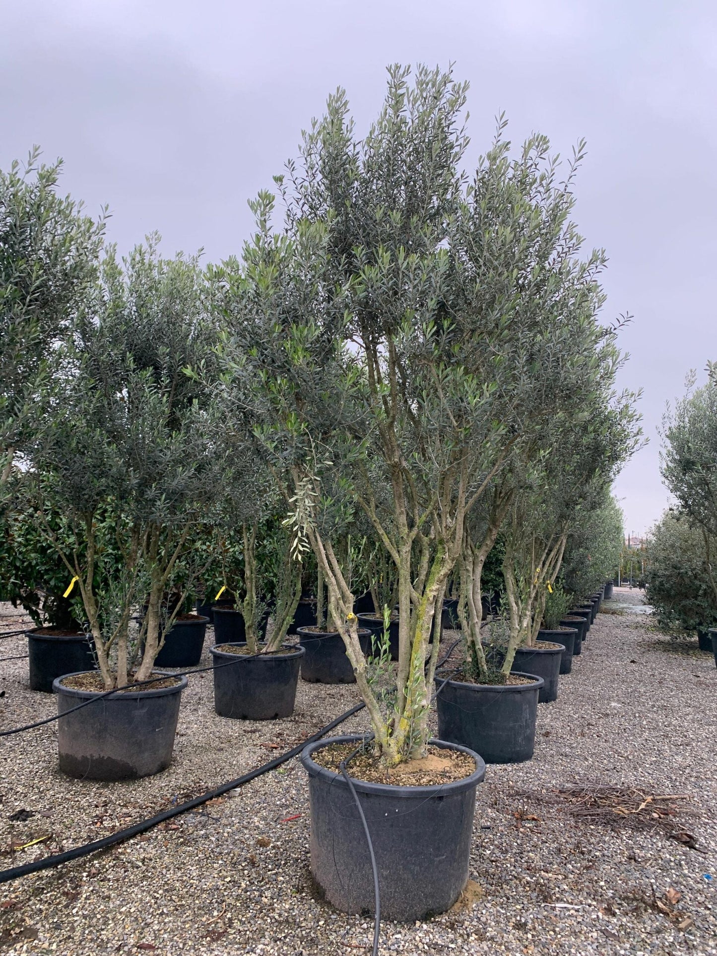 OLEA europaea 'Forma Toscana'