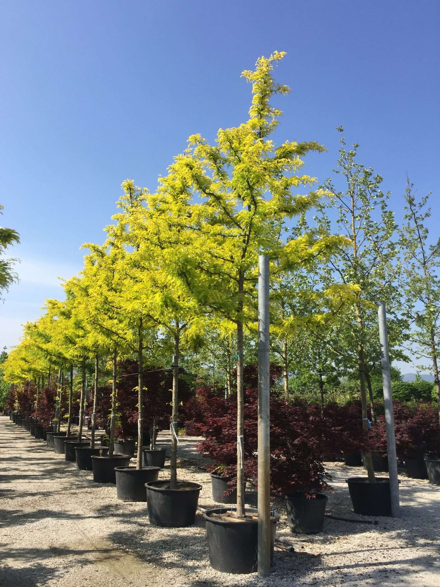 GLEDITSIA triacanthos 'Sunburst' ®