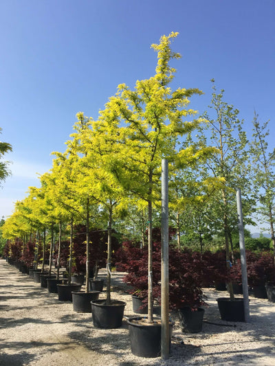 GLEDITSIA triacanthos 'Sunburst' ®