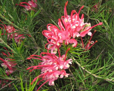 GREVILLEA juniperina