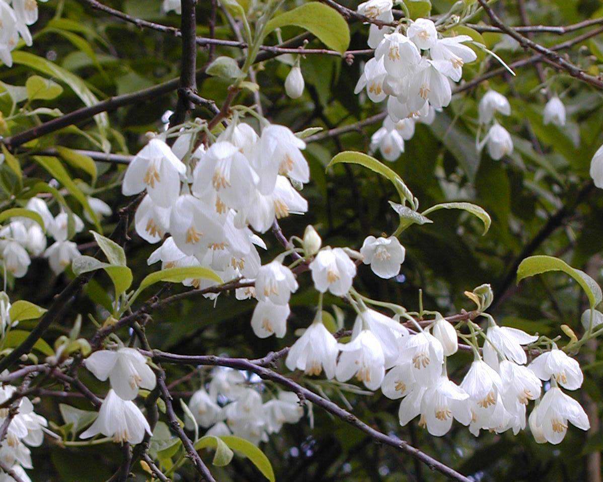 HALESIA carolina