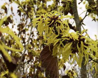 HAMAMELIS mollis