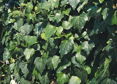 HEDERA algeriensis