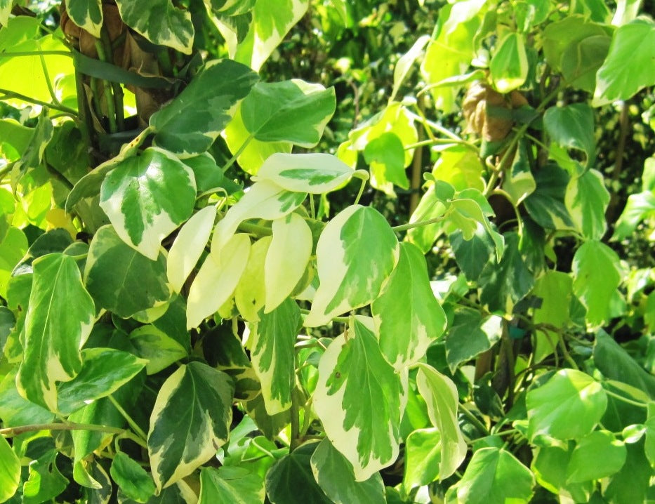 HEDERA algeriensis 'Gloire de Marengo'
