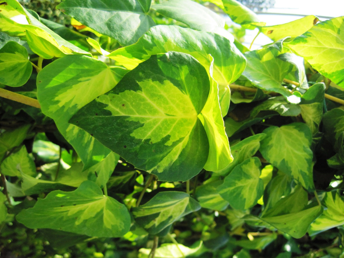 HEDERA colchica 'Sulphur Heart'