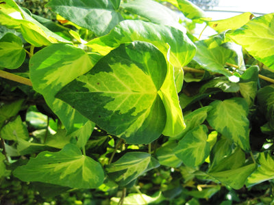 HEDERA colchica 'Sulphur Heart'