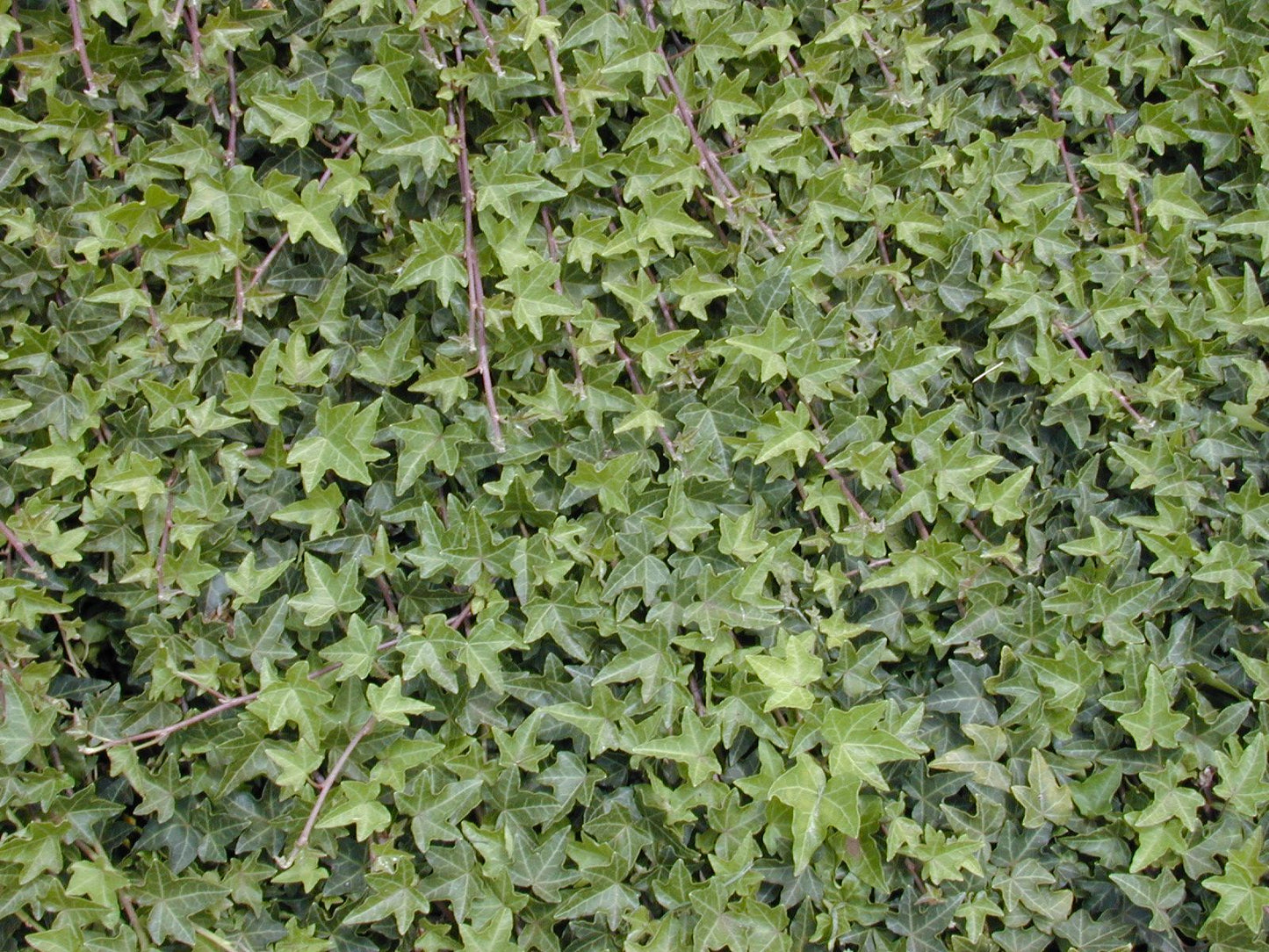 HEDERA helix