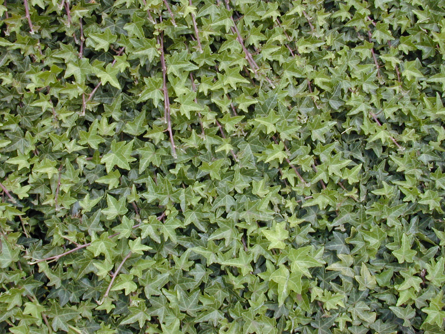 HEDERA helix