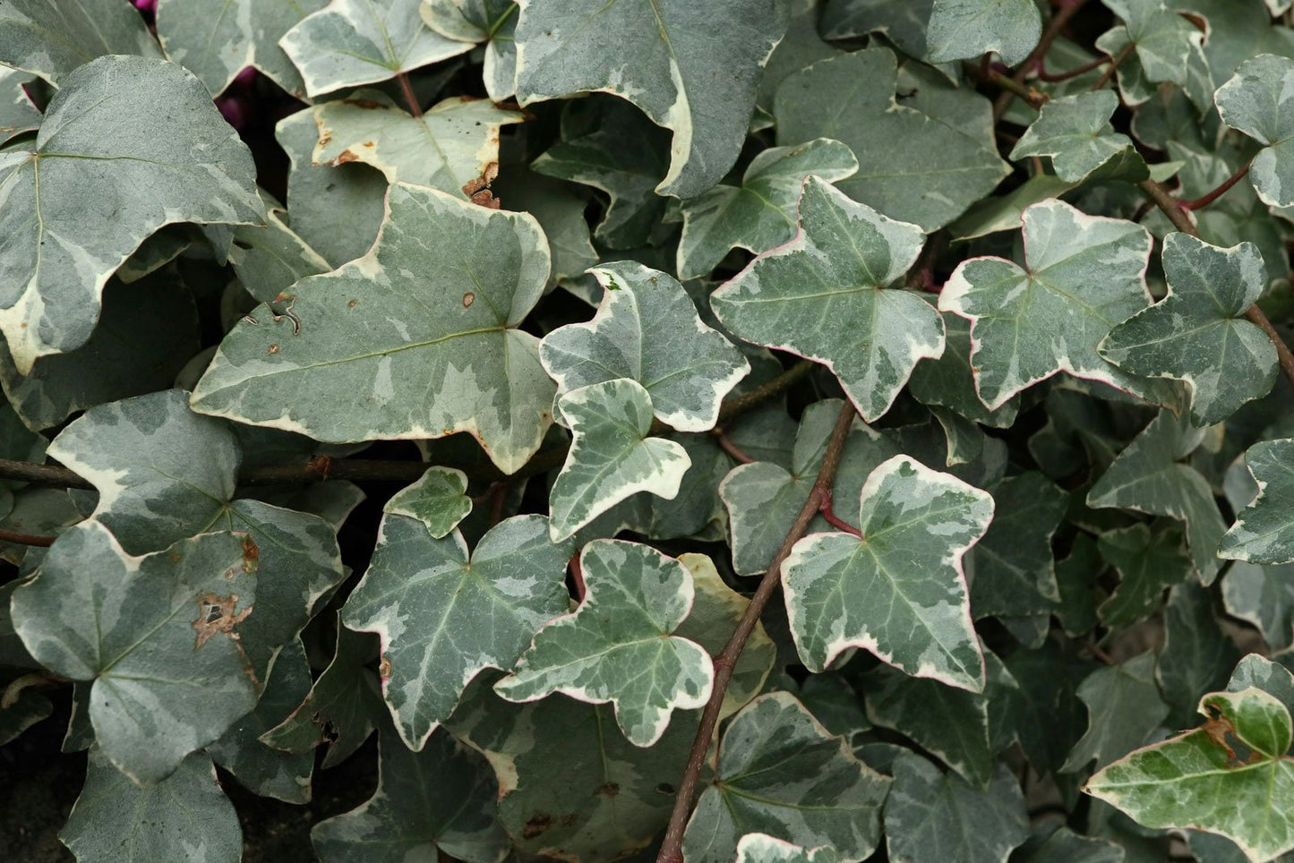 HEDERA helix 'Glacier'