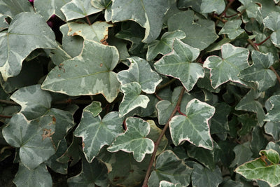 HEDERA helix 'Glacier'