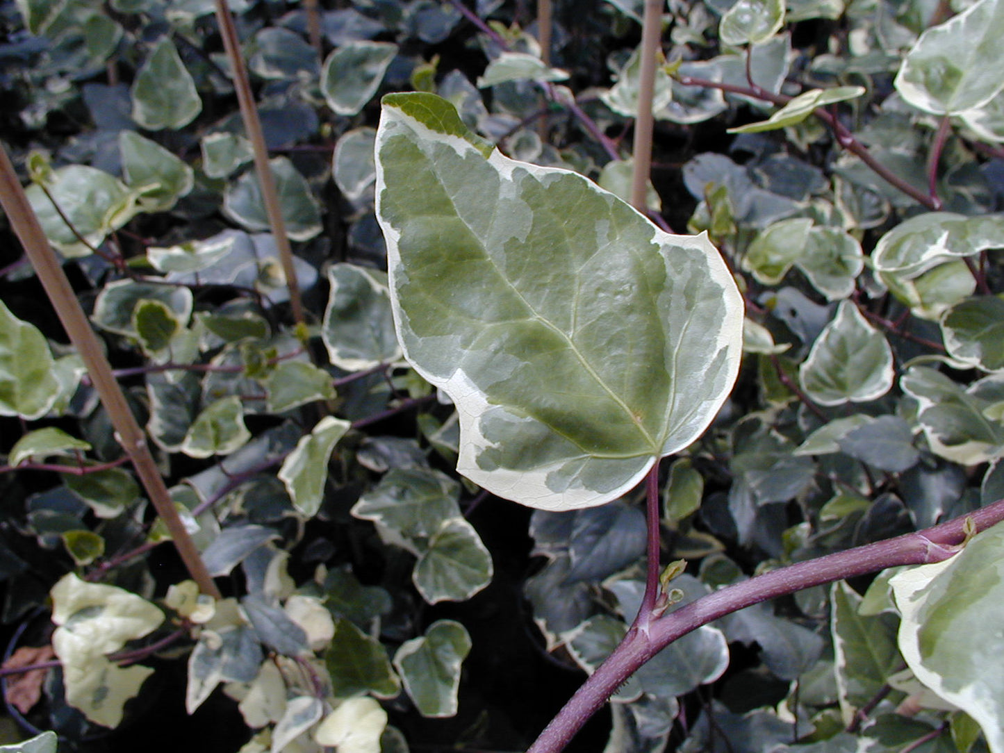 HEDERA helix 'Marginata Elegantissima'