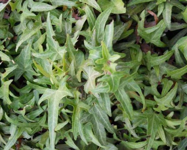 HEDERA helix 'Sagittifolia'