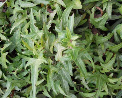 HEDERA helix 'Sagittifolia'