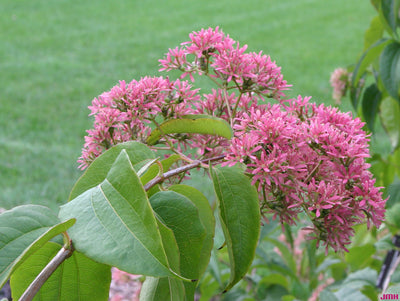 HEPTACODIUM miconioides