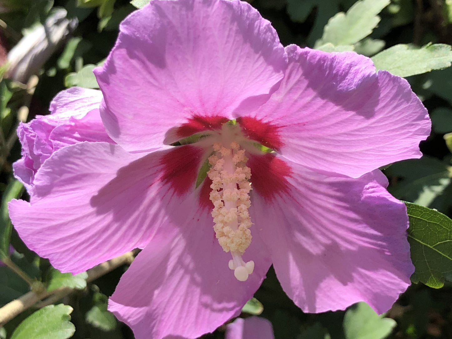 HIBISCUS syriacus 'Eruption' ®