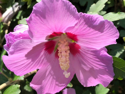 HIBISCUS syriacus 'Eruption' ®