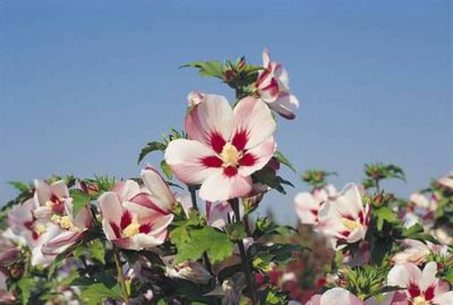 HIBISCUS syriacus 'Hamabo'