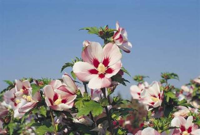 HIBISCUS syriacus 'Hamabo'