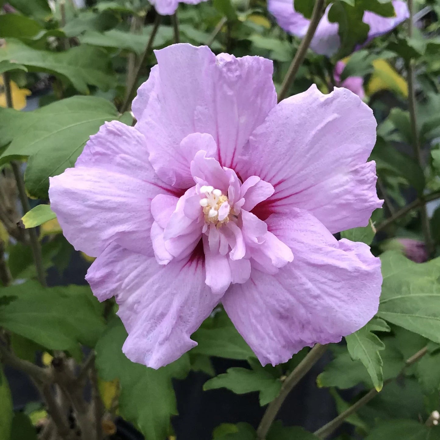 HIBISCUS syriacus 'Blue Chiffon' ®