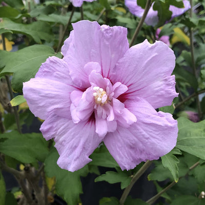 HIBISCUS syriacus 'Lavender Chiffon' ®
