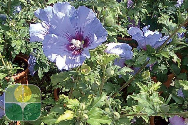 HIBISCUS syriacus 'Ultramarine' ®