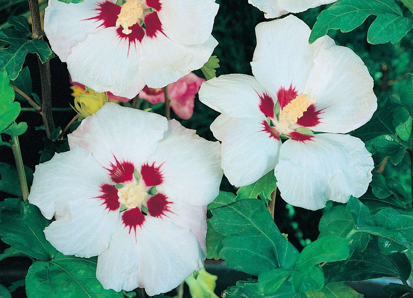HIBISCUS syriacus 'Red Heart'