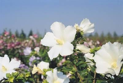 HIBISCUS syriacus 'Totus Albus'