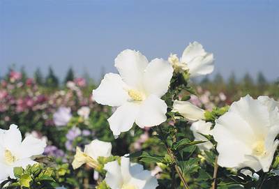 HIBISCUS syriacus 'Totus Albus'