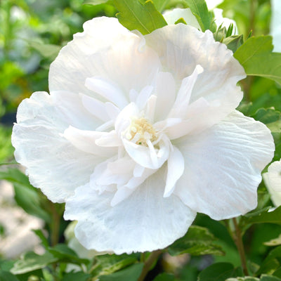 HIBISCUS syriacus 'White Chiffon' ®